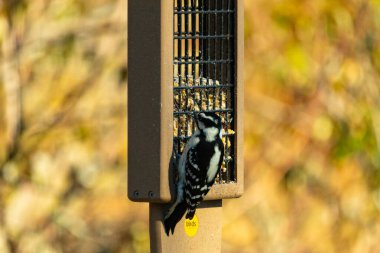 Bu küçük tatlı ağaçkakan yemek için süet besleyiciye geldi. Siyah beyaz tüyler çok güzel görünüyor. Kuş, kafasında kırmızı nokta olmadığı için bir kızdır..