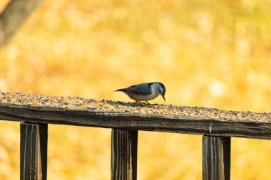 Bu sevimli küçük tımarhane kahverengi tahta üzerinde duruyor. Kuş bana tüylerinin siyah ve beyaz rengine sahip bir pengueni hatırlatıyor. Kuşun her tarafında kuş yemi var..