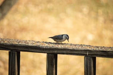 Bu sevimli küçük tımarhane kahverengi tahta üzerinde duruyor. Kuş bana tüylerinin siyah ve beyaz rengine sahip bir pengueni hatırlatıyor. Kuşun her tarafında kuş yemi var..