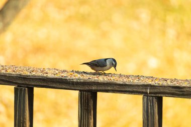 Bu sevimli küçük tımarhane kahverengi tahta üzerinde duruyor. Kuş bana tüylerinin siyah ve beyaz rengine sahip bir pengueni hatırlatıyor. Kuşun her tarafında kuş yemi var..