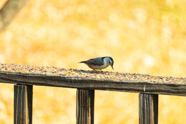 Bu sevimli küçük tımarhane kahverengi tahta üzerinde duruyor. Kuş bana tüylerinin siyah ve beyaz rengine sahip bir pengueni hatırlatıyor. Kuşun her tarafında kuş yemi var..