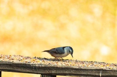 Bu sevimli küçük tımarhane kahverengi tahta üzerinde duruyor. Kuş bana tüylerinin siyah ve beyaz rengine sahip bir pengueni hatırlatıyor. Kuşun her tarafında kuş yemi var..