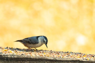 Bu sevimli küçük tımarhane kahverengi tahta üzerinde duruyor. Kuş bana tüylerinin siyah ve beyaz rengine sahip bir pengueni hatırlatıyor. Kuşun her tarafında kuş yemi var..