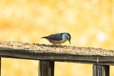 Bu sevimli küçük tımarhane kahverengi tahta üzerinde duruyor. Kuş bana tüylerinin siyah ve beyaz rengine sahip bir pengueni hatırlatıyor. Kuşun her tarafında kuş yemi var..