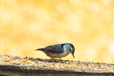 Bu sevimli küçük tımarhane kahverengi tahta üzerinde duruyor. Kuş bana tüylerinin siyah ve beyaz rengine sahip bir pengueni hatırlatıyor. Kuşun her tarafında kuş yemi var..