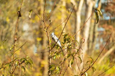Bu güzel kuş, bu fotoğraf çekildiği sırada şeftali ağacına tünemiş. Üzerinde bulunduğu kahverengi uzuvlardan sarkan güzel renkli tüyleri. Mavi jays küçük mohawk dimdik ayakta.