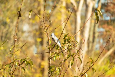Bu güzel kuş, bu fotoğraf çekildiği sırada şeftali ağacına tünemiş. Üzerinde bulunduğu kahverengi uzuvlardan sarkan güzel renkli tüyleri. Mavi jays küçük mohawk dimdik ayakta.