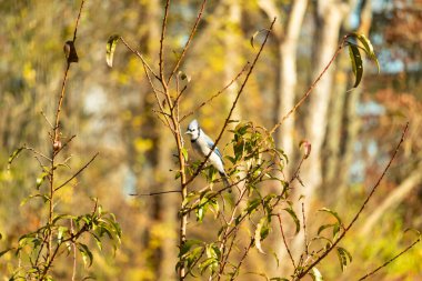 Bu güzel kuş, bu fotoğraf çekildiği sırada şeftali ağacına tünemiş. Üzerinde bulunduğu kahverengi uzuvlardan sarkan güzel renkli tüyleri. Mavi jays küçük mohawk dimdik ayakta.