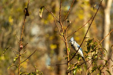 Bu güzel kuş, bu fotoğraf çekildiği sırada şeftali ağacına tünemiş. Üzerinde bulunduğu kahverengi uzuvlardan sarkan güzel renkli tüyleri. Mavi jays küçük mohawk dimdik ayakta.