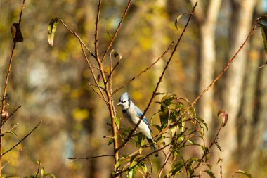 Bu güzel kuş, bu fotoğraf çekildiği sırada şeftali ağacına tünemiş. Üzerinde bulunduğu kahverengi uzuvlardan sarkan güzel renkli tüyleri. Mavi jays küçük mohawk dimdik ayakta.