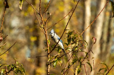 Bu güzel kuş, bu fotoğraf çekildiği sırada şeftali ağacına tünemiş. Üzerinde bulunduğu kahverengi uzuvlardan sarkan güzel renkli tüyleri. Mavi jays küçük mohawk dimdik ayakta.
