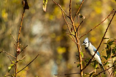 Bu güzel kuş, bu fotoğraf çekildiği sırada şeftali ağacına tünemiş. Üzerinde bulunduğu kahverengi uzuvlardan sarkan güzel renkli tüyleri. Mavi jays küçük mohawk dimdik ayakta.