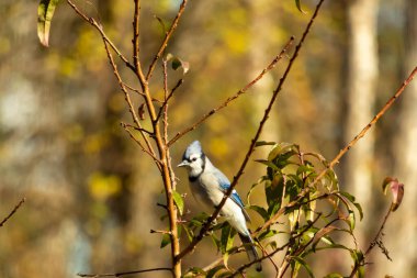 Bu güzel kuş, bu fotoğraf çekildiği sırada şeftali ağacına tünemiş. Üzerinde bulunduğu kahverengi uzuvlardan sarkan güzel renkli tüyleri. Mavi jays küçük mohawk dimdik ayakta.