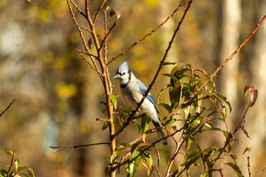 Bu güzel kuş, bu fotoğraf çekildiği sırada şeftali ağacına tünemiş. Üzerinde bulunduğu kahverengi uzuvlardan sarkan güzel renkli tüyleri. Mavi jays küçük mohawk dimdik ayakta.