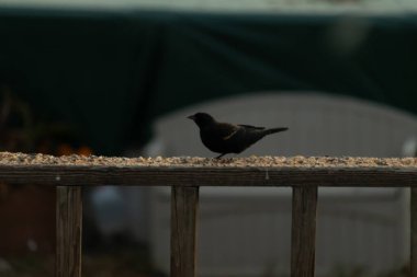 Bu kırmızı kanatlı bir karatavuğun güzel bir görüntüsü. Kuşun her tarafında kuş yemi olan bir yemek için dışarı çıktı. Bu kuşun siyah tüylerinde kırmızı bir bant görülebilir..