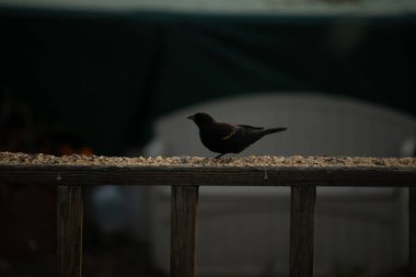 Bu kırmızı kanatlı bir karatavuğun güzel bir görüntüsü. Kuşun her tarafında kuş yemi olan bir yemek için dışarı çıktı. Bu kuşun siyah tüylerinde kırmızı bir bant görülebilir..