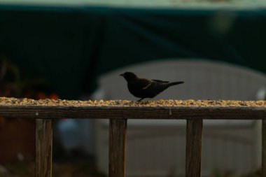 Bu kırmızı kanatlı bir karatavuğun güzel bir görüntüsü. Kuşun her tarafında kuş yemi olan bir yemek için dışarı çıktı. Bu kuşun siyah tüylerinde kırmızı bir bant görülebilir..