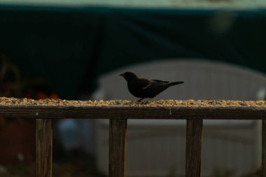 Bu kırmızı kanatlı bir karatavuğun güzel bir görüntüsü. Kuşun her tarafında kuş yemi olan bir yemek için dışarı çıktı. Bu kuşun siyah tüylerinde kırmızı bir bant görülebilir..