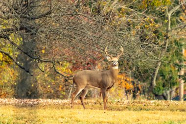Resim çekildiğinde bu güzel geyik avluda duruyordu. Bu erkek geyik, büyük boynuzlarını göstererek çimenlerde yiyecek arıyor. Etrafında sonbahar yeşillikleri var..
