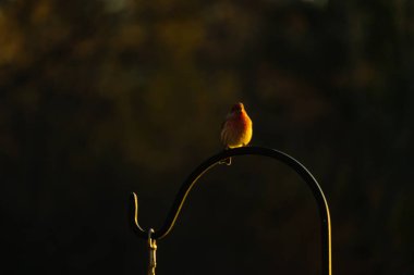 Bu ev ispinozunun güzel koyu bir görüntüsü. Göbek tüylerinin küçük kırmızı tonları göze çarpıyor. Küçük kuş metal bir kancaya oturmuş yiyecek arıyor..