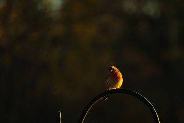 Bu ev ispinozunun güzel koyu bir görüntüsü. Göbek tüylerinin küçük kırmızı tonları göze çarpıyor. Küçük kuş metal bir kancaya oturmuş yiyecek arıyor..