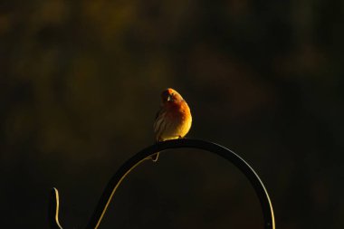 Bu ev ispinozunun güzel koyu bir görüntüsü. Göbek tüylerinin küçük kırmızı tonları göze çarpıyor. Küçük kuş metal bir kancaya oturmuş yiyecek arıyor..