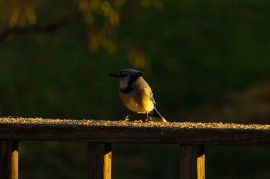Bu mavi bir karga resmi. Renkler bu resimde neredeyse parlıyor gibi görünüyor. Bu kuşun beyaz karnı, kuş yemi ile kaplı ahşap kalasın parıltısıyla öne çıkıyor..