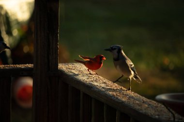 Bu güzel mavi kartal kahverengi tahta üzerinde parlak kırmızı bir erkek kardinalle duruyordu. İki kuş biraz yiyecek için dışarıdaydı. Bu renkli kuşların her yerinde kuş yemi vardı..