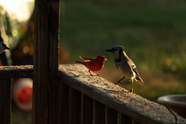 Bu güzel mavi kartal kahverengi tahta üzerinde parlak kırmızı bir erkek kardinalle duruyordu. İki kuş biraz yiyecek için dışarıdaydı. Bu renkli kuşların her yerinde kuş yemi vardı..