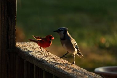 Bu güzel mavi kartal kahverengi tahta üzerinde parlak kırmızı bir erkek kardinalle duruyordu. İki kuş biraz yiyecek için dışarıdaydı. Bu renkli kuşların her yerinde kuş yemi vardı..
