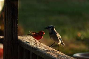 Bu güzel mavi kartal kahverengi tahta üzerinde parlak kırmızı bir erkek kardinalle duruyordu. İki kuş biraz yiyecek için dışarıdaydı. Bu renkli kuşların her yerinde kuş yemi vardı..