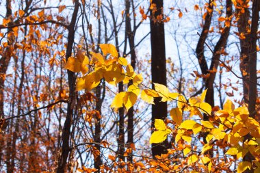 Bu, sonbahar mevsimi nedeniyle ağaçların üzerinde kahverengileşen yaprakların güzel bir görüntüsü. Sonbahar yaprakları mevsimleri değiştirmek için çok güzel renkler yapıyor..