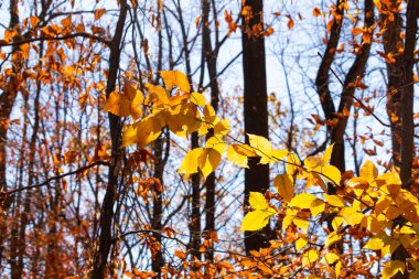 Bu, sonbahar mevsimi nedeniyle ağaçların üzerinde kahverengileşen yaprakların güzel bir görüntüsü. Sonbahar yaprakları mevsimleri değiştirmek için çok güzel renkler yapıyor..