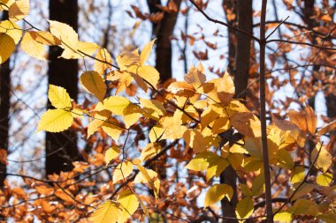 Bu, sonbahar mevsimi nedeniyle ağaçların üzerinde kahverengileşen yaprakların güzel bir görüntüsü. Sonbahar yaprakları mevsimleri değiştirmek için çok güzel renkler yapıyor..