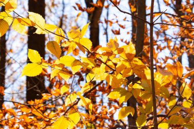 Bu, sonbahar mevsimi nedeniyle ağaçların üzerinde kahverengileşen yaprakların güzel bir görüntüsü. Sonbahar yaprakları mevsimleri değiştirmek için çok güzel renkler yapıyor..