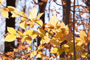 Bu, sonbahar mevsimi nedeniyle ağaçların üzerinde kahverengileşen yaprakların güzel bir görüntüsü. Sonbahar yaprakları mevsimleri değiştirmek için çok güzel renkler yapıyor..