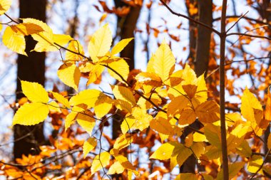 Bu, sonbahar mevsimi nedeniyle ağaçların üzerinde kahverengileşen yaprakların güzel bir görüntüsü. Sonbahar yaprakları mevsimleri değiştirmek için çok güzel renkler yapıyor..
