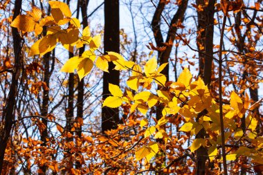 Bu, sonbahar mevsimi nedeniyle ağaçların üzerinde kahverengileşen yaprakların güzel bir görüntüsü. Sonbahar yaprakları mevsimleri değiştirmek için çok güzel renkler yapıyor..