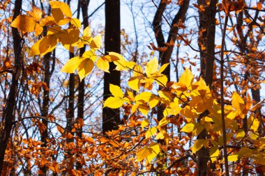 Bu, sonbahar mevsimi nedeniyle ağaçların üzerinde kahverengileşen yaprakların güzel bir görüntüsü. Sonbahar yaprakları mevsimleri değiştirmek için çok güzel renkler yapıyor..