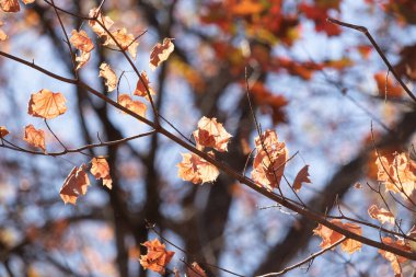 Bu, sonbahar mevsimi nedeniyle ağaçların üzerinde kahverengileşen yaprakların güzel bir görüntüsü. Sonbahar yaprakları mevsimleri değiştirmek için çok güzel renkler yapıyor..