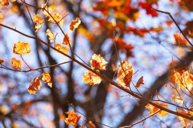 Bu, sonbahar mevsimi nedeniyle ağaçların üzerinde kahverengileşen yaprakların güzel bir görüntüsü. Sonbahar yaprakları mevsimleri değiştirmek için çok güzel renkler yapıyor..