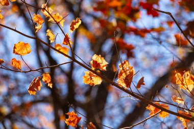 Bu, sonbahar mevsimi nedeniyle ağaçların üzerinde kahverengileşen yaprakların güzel bir görüntüsü. Sonbahar yaprakları mevsimleri değiştirmek için çok güzel renkler yapıyor..