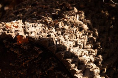 Yosun ve liken ipuçları içeren desenli ağaç kabuğuna yakın çekim. Topraksı kahverengiler ve griler doğal, organik bir desen oluşturur. Orman ayrıntıları.