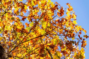Autumn 'un güzel renkleri büyüleyici görünüyor. Yapraklar güzel sarıları, portakalları ve kırmızıları göstererek renk değiştiriyor. Mevsimler değiştikçe sonbahar yaprakları her zaman çok güzel görünür..