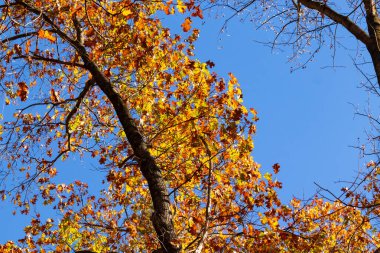 Autumn 'un güzel renkleri büyüleyici görünüyor. Yapraklar güzel sarıları, portakalları ve kırmızıları göstererek renk değiştiriyor. Mevsimler değiştikçe sonbahar yaprakları her zaman çok güzel görünür..