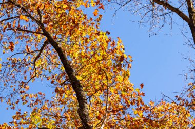 Autumn 'un güzel renkleri büyüleyici görünüyor. Yapraklar güzel sarıları, portakalları ve kırmızıları göstererek renk değiştiriyor. Mevsimler değiştikçe sonbahar yaprakları her zaman çok güzel görünür..