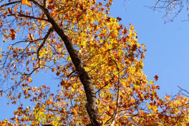 Autumn 'un güzel renkleri büyüleyici görünüyor. Yapraklar güzel sarıları, portakalları ve kırmızıları göstererek renk değiştiriyor. Mevsimler değiştikçe sonbahar yaprakları her zaman çok güzel görünür..