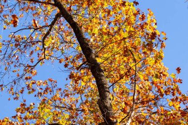 Autumn 'un güzel renkleri büyüleyici görünüyor. Yapraklar güzel sarıları, portakalları ve kırmızıları göstererek renk değiştiriyor. Mevsimler değiştikçe sonbahar yaprakları her zaman çok güzel görünür..