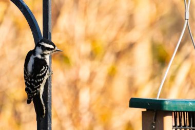 Bu sevimli ağaçkakan burada metal direğe tutunurken görülmüş. Bu kuşun siyah ve beyaz tüyleri uyum sağlamalarına yardımcı oluyor. Bu kuşun küçük gagası yiyecek bulmalarına yardım etmek için sivri görünüyor..
