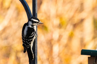 Bu sevimli ağaçkakan burada metal direğe tutunurken görülmüş. Bu kuşun siyah ve beyaz tüyleri uyum sağlamalarına yardımcı oluyor. Bu kuşun küçük gagası yiyecek bulmalarına yardım etmek için sivri görünüyor..